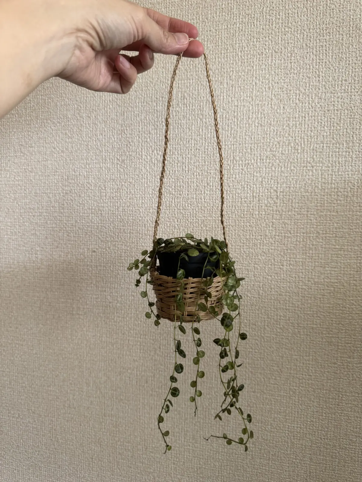 ペペロミア　タートル