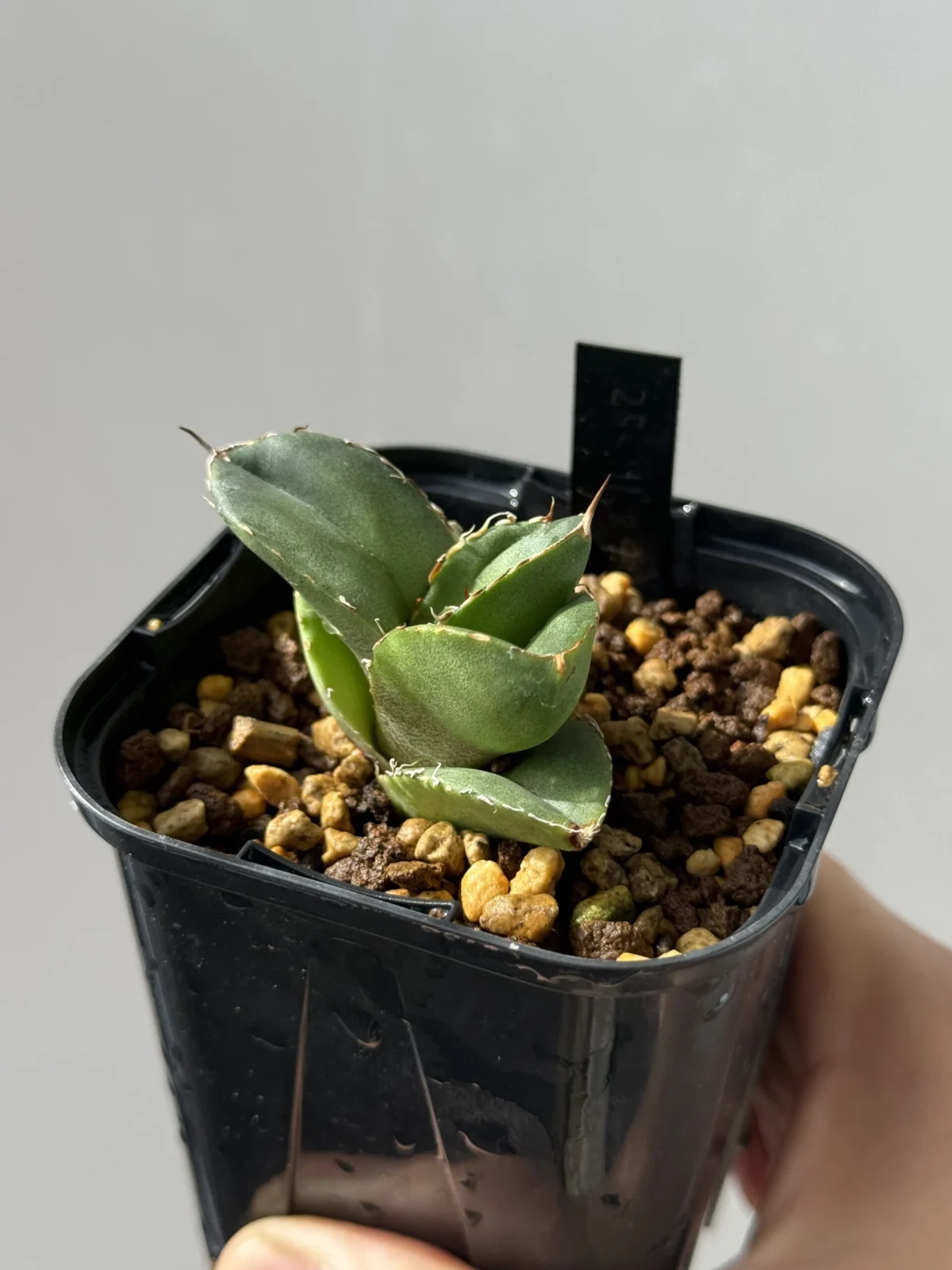 アガベ チタノタ 卡比獣 カビゴン