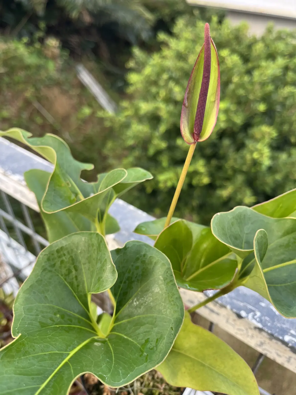 アンスリウム　ブローニー　花