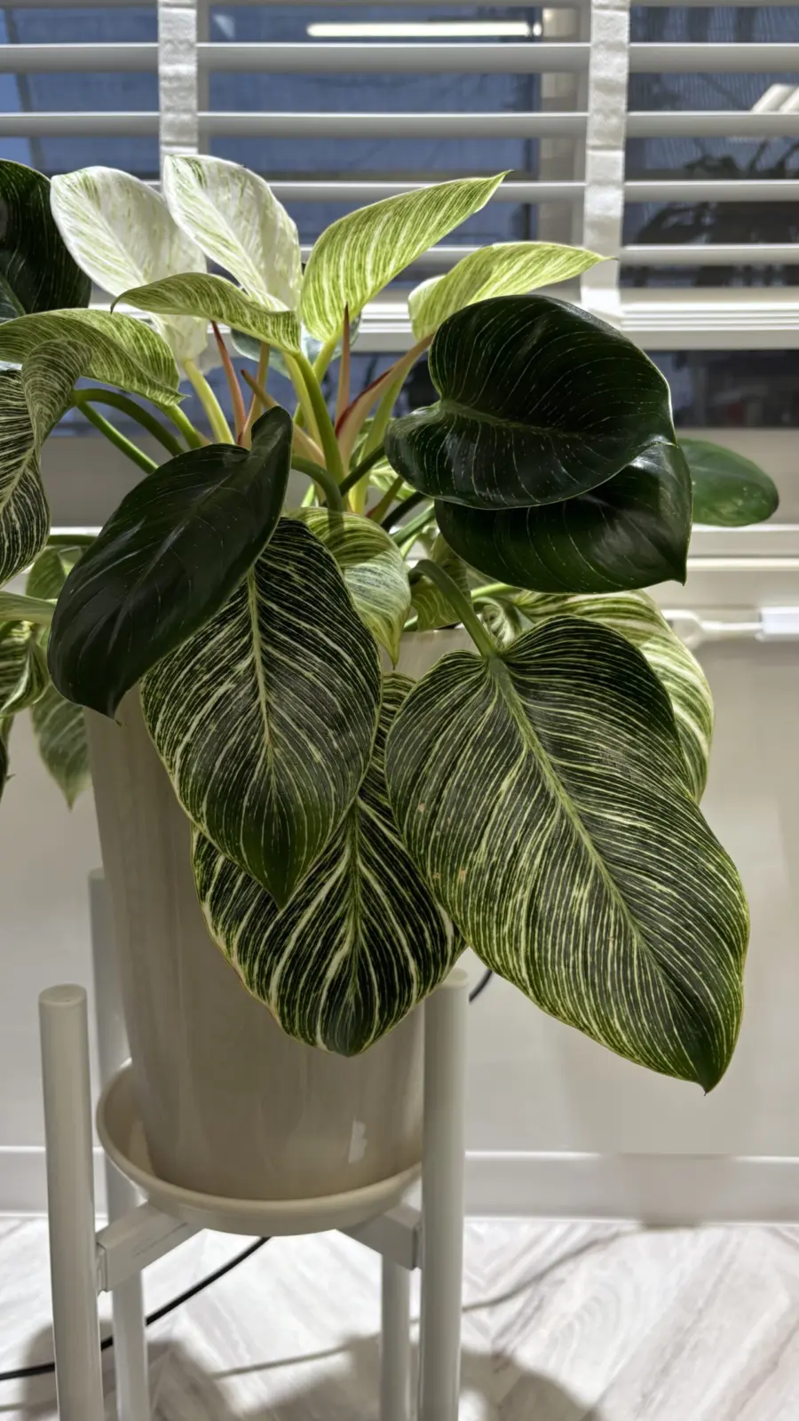 フィロデンドロン　バーキン