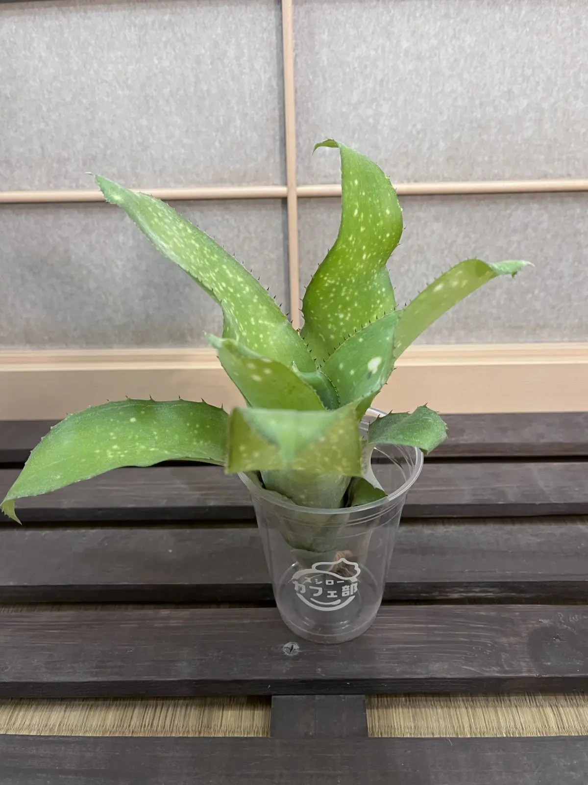 ビルベルギア サンデリアーナと何かの交配