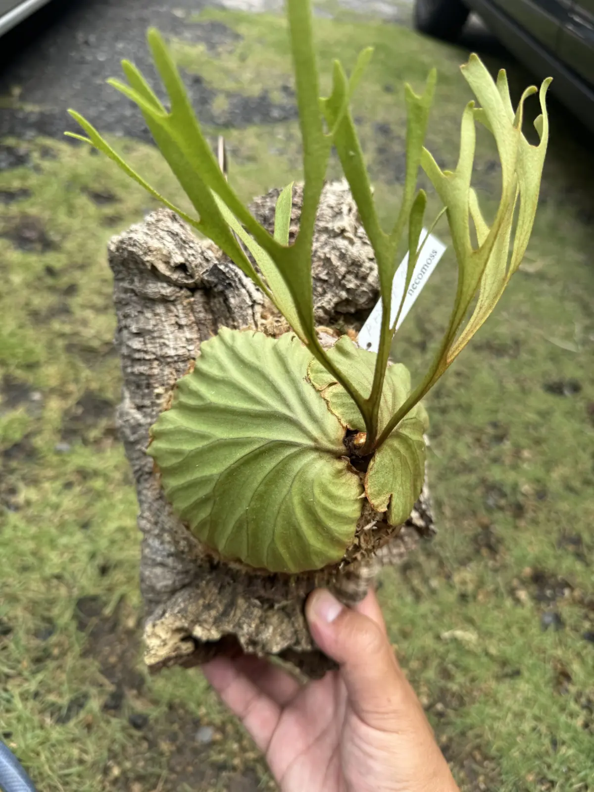 ビカクシダ　リドレイナノ