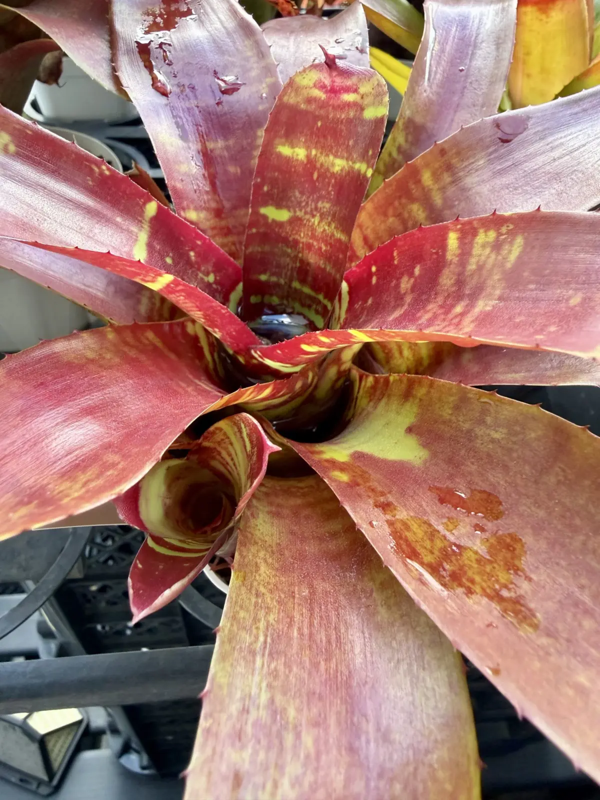 ネオレゲリア　フィッシュネット　子株