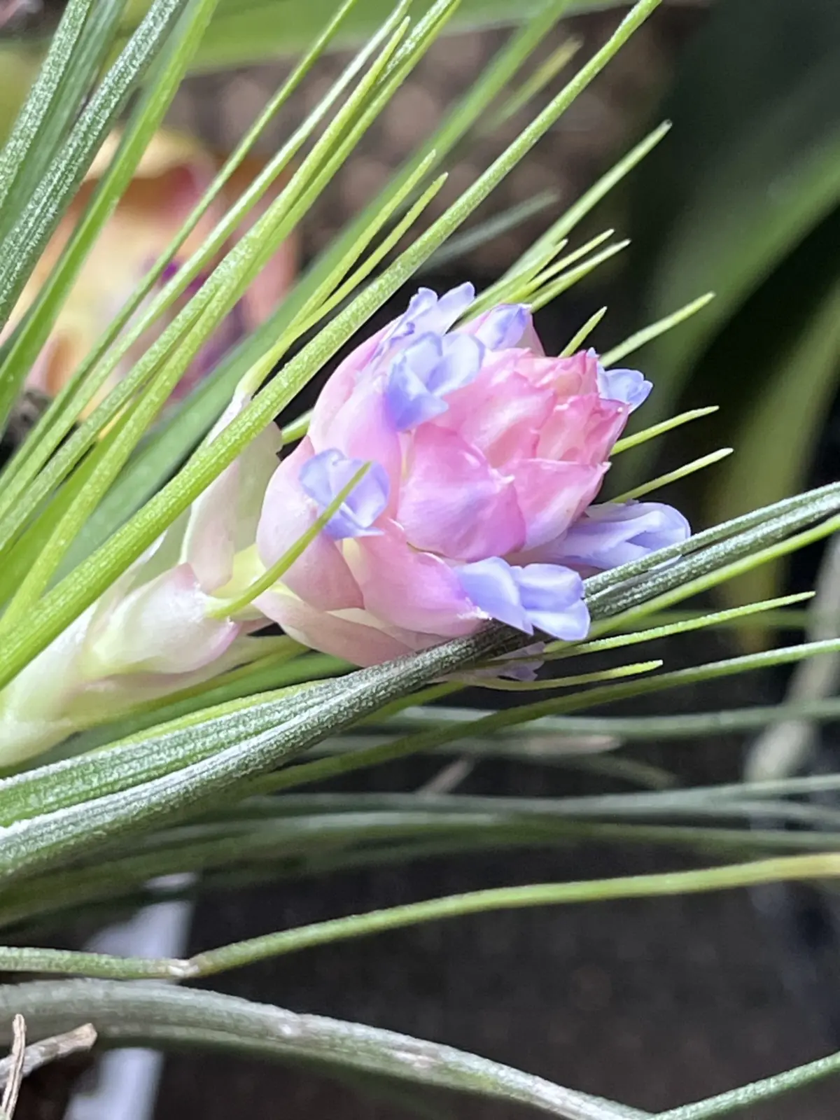 ティランジア ストリクタ ミナ 花