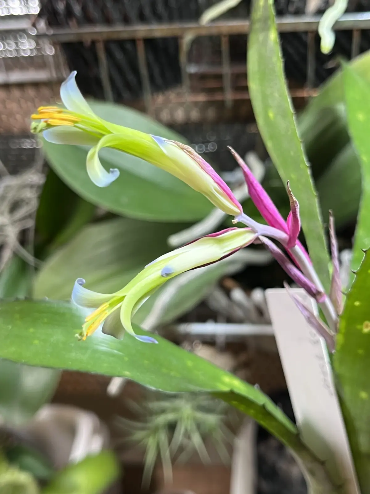 ビルベルギア クムフラ 花