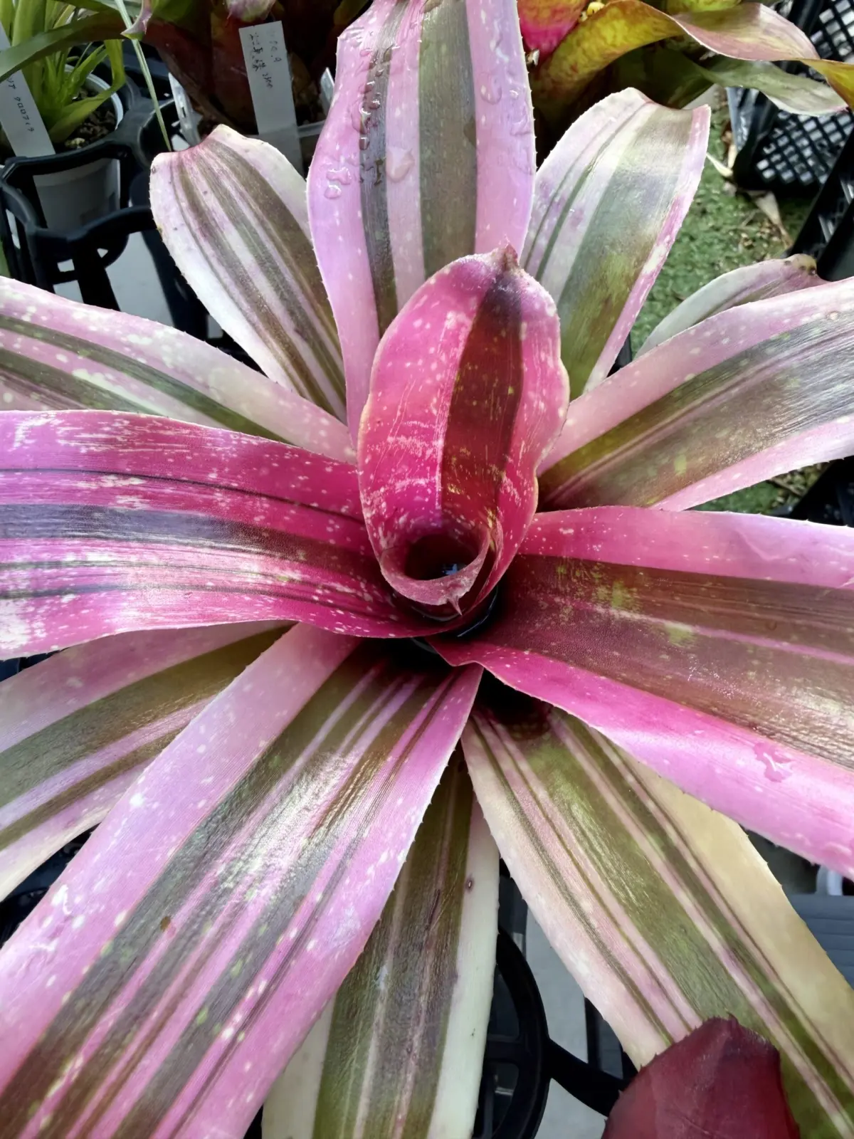 ネオレゲリア　ショッキングピンク