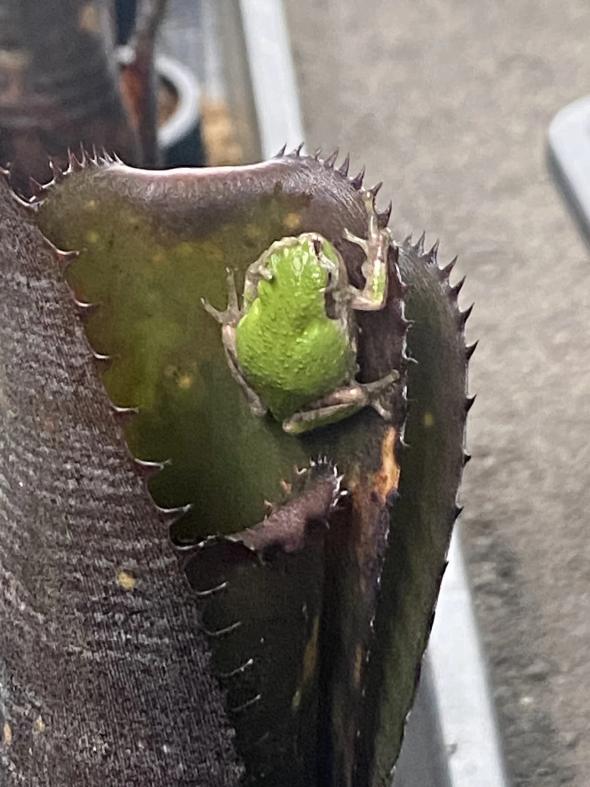 ビルベルギア オビワン