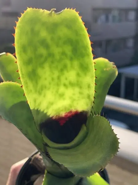 エクメア　ヌディカウリス　メキシコ