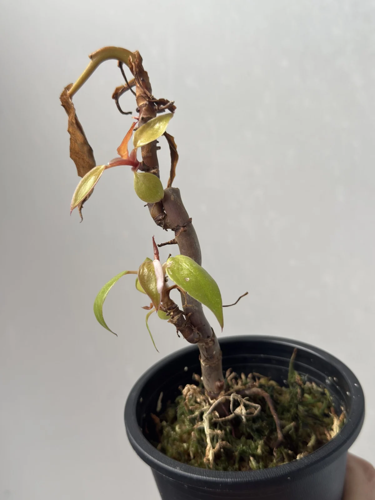 フィロデンドロン 柿色プリンセス