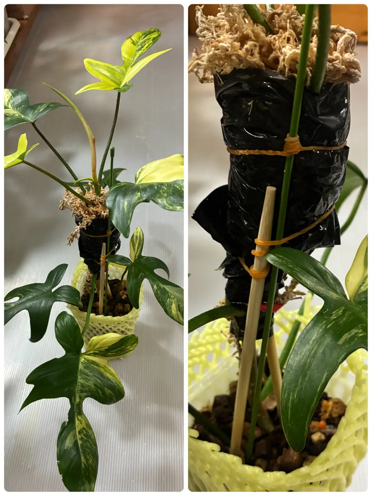 フィロデンドロン　フロリダビューティー