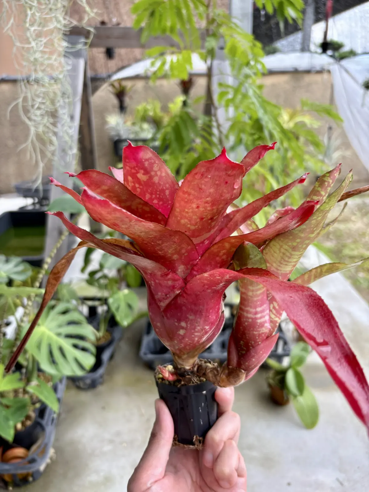 ネオレゲリア　ピグレット