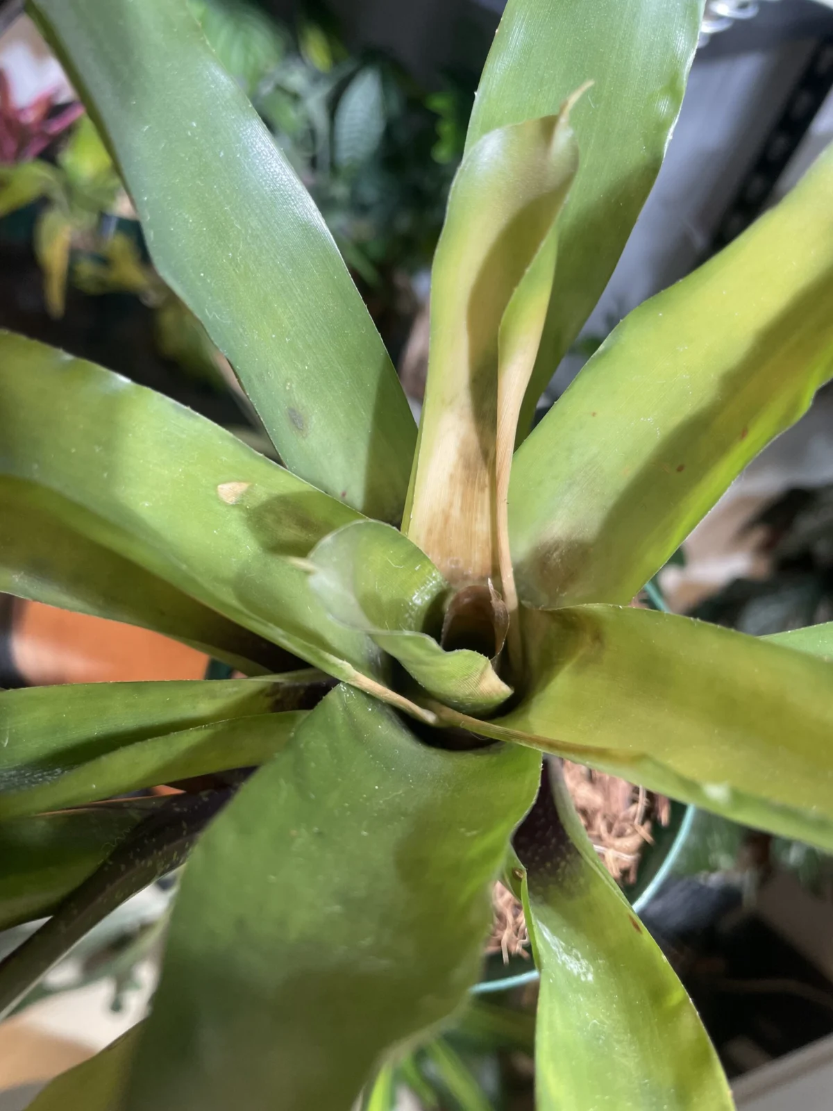 ネオレゲリア　品種不明　葉焼け？