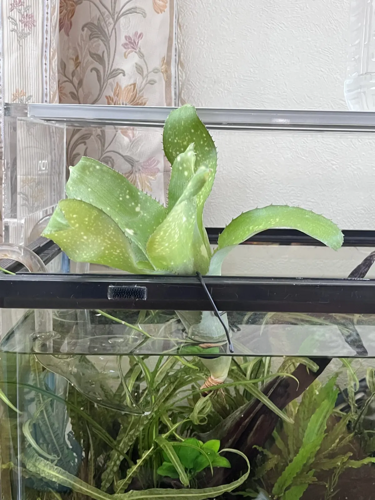 ビルベルギア サンデリアーナと何かの交配 水槽挿し