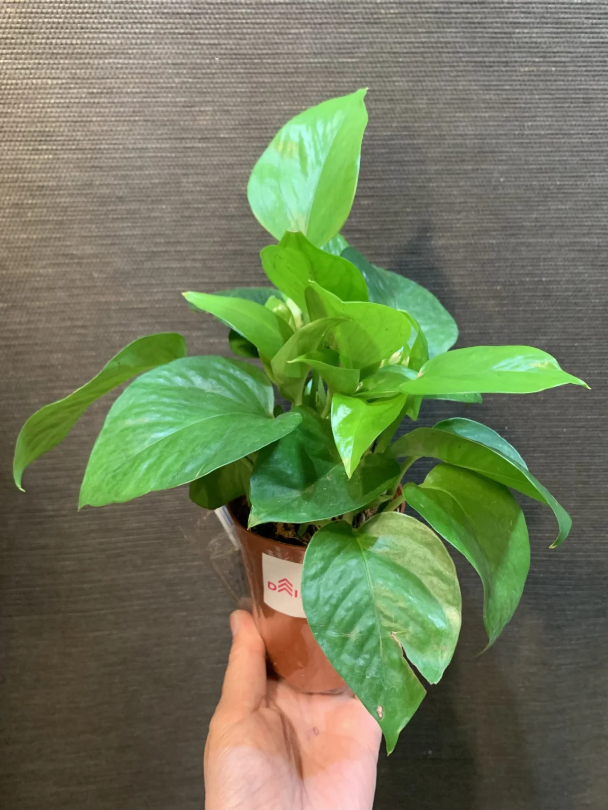 ポトス パーフェクトグリーン ダイソー