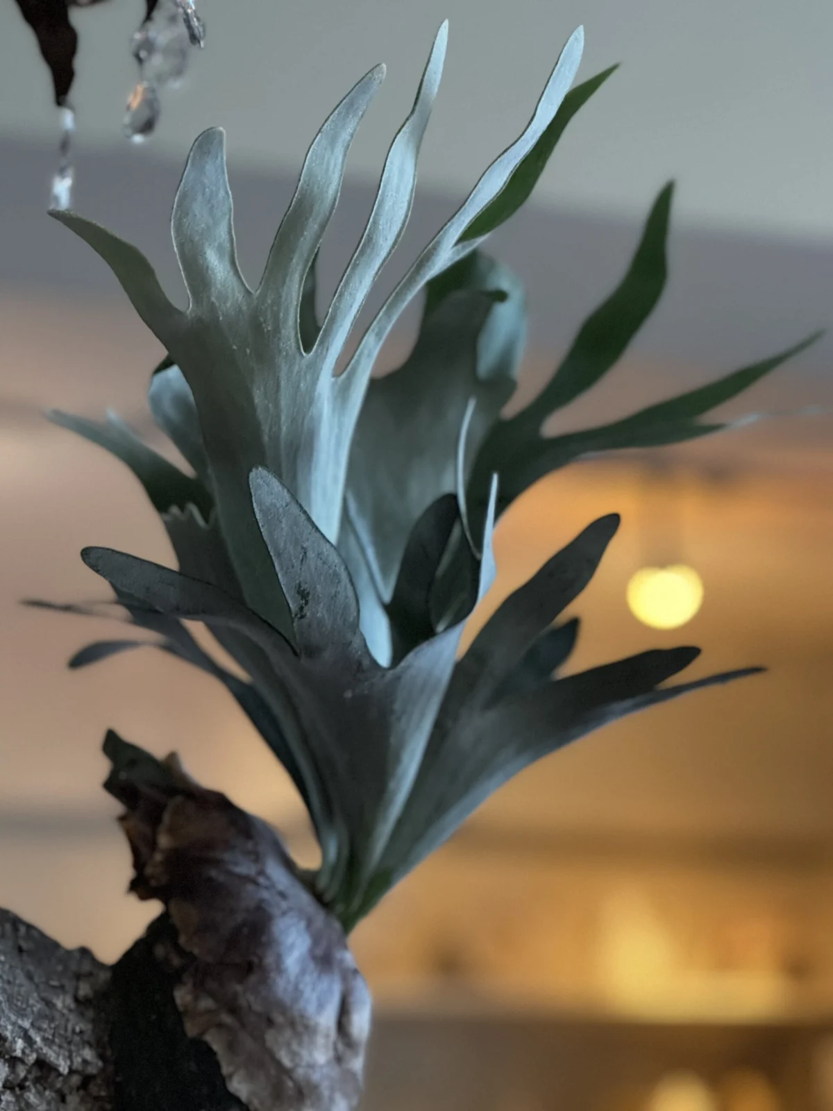 ビカクシダ　バンビ