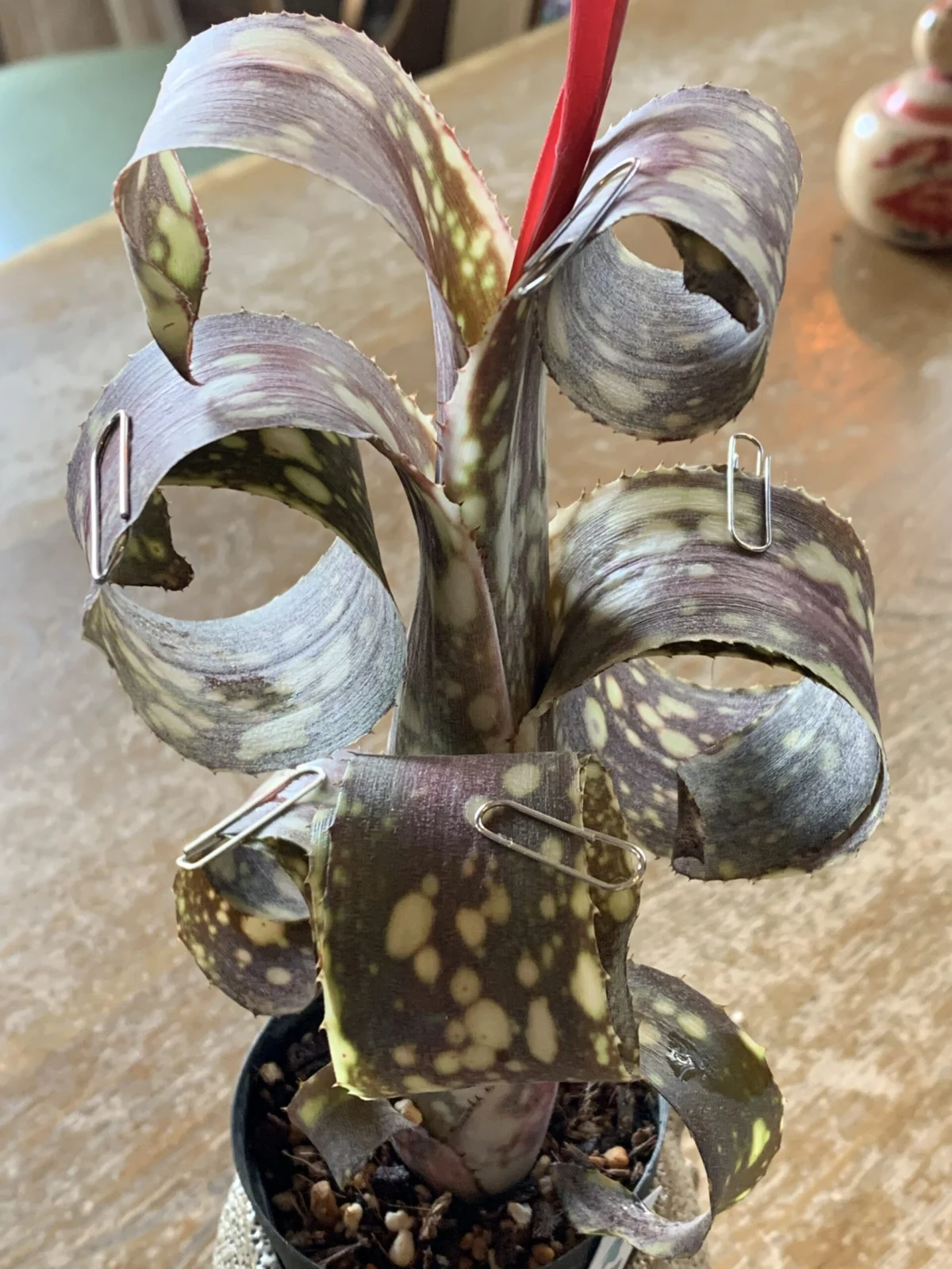 ビルベルギアパ　パニオロ　名古屋巻き