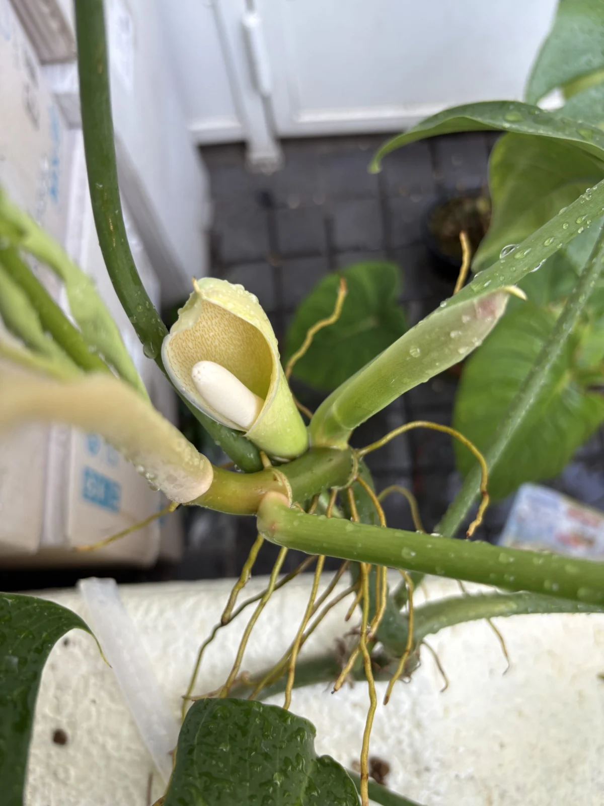 フィロデンドロン　トリパーティツム　花