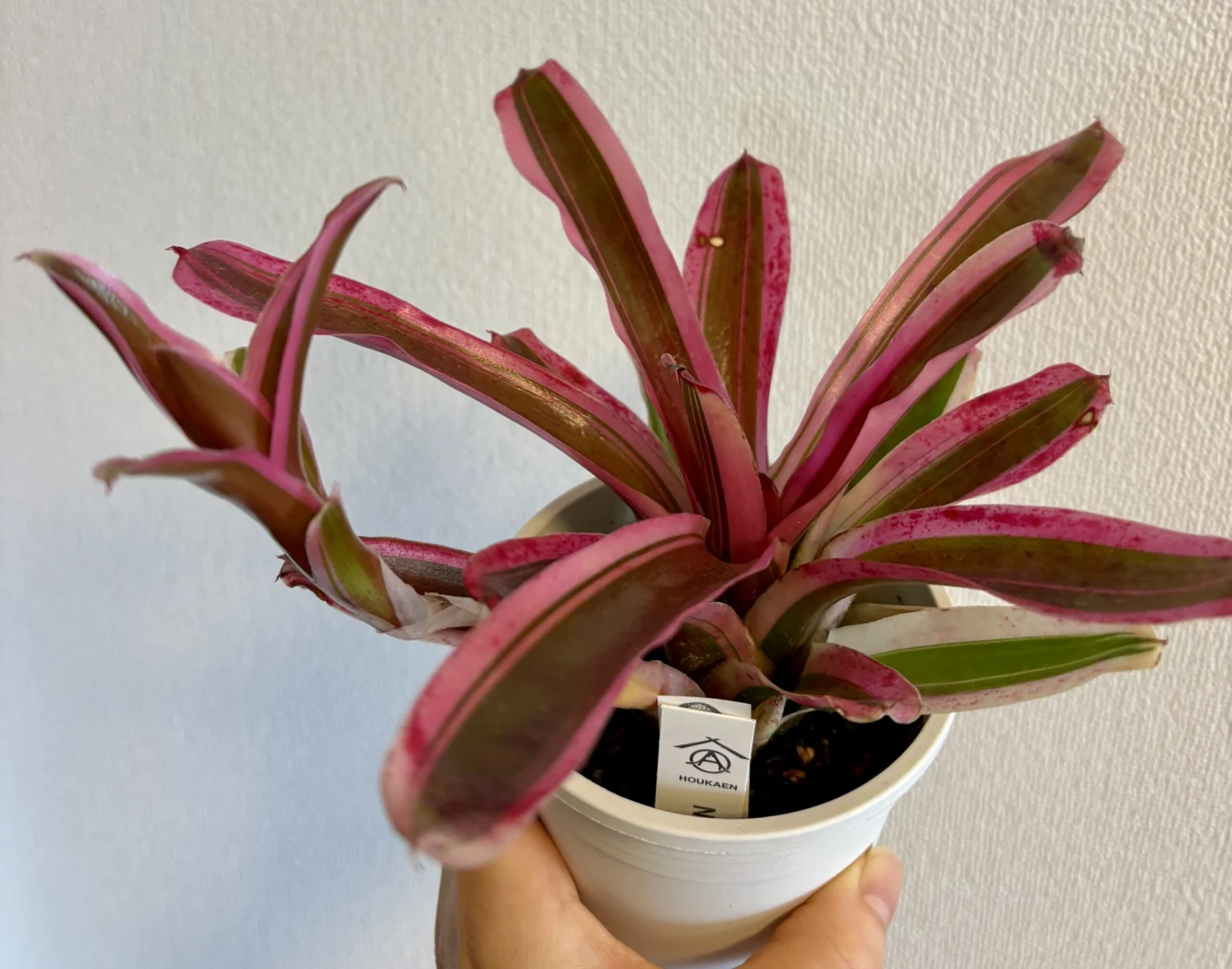 ネオレゲリア ファイヤーボール 斑入り