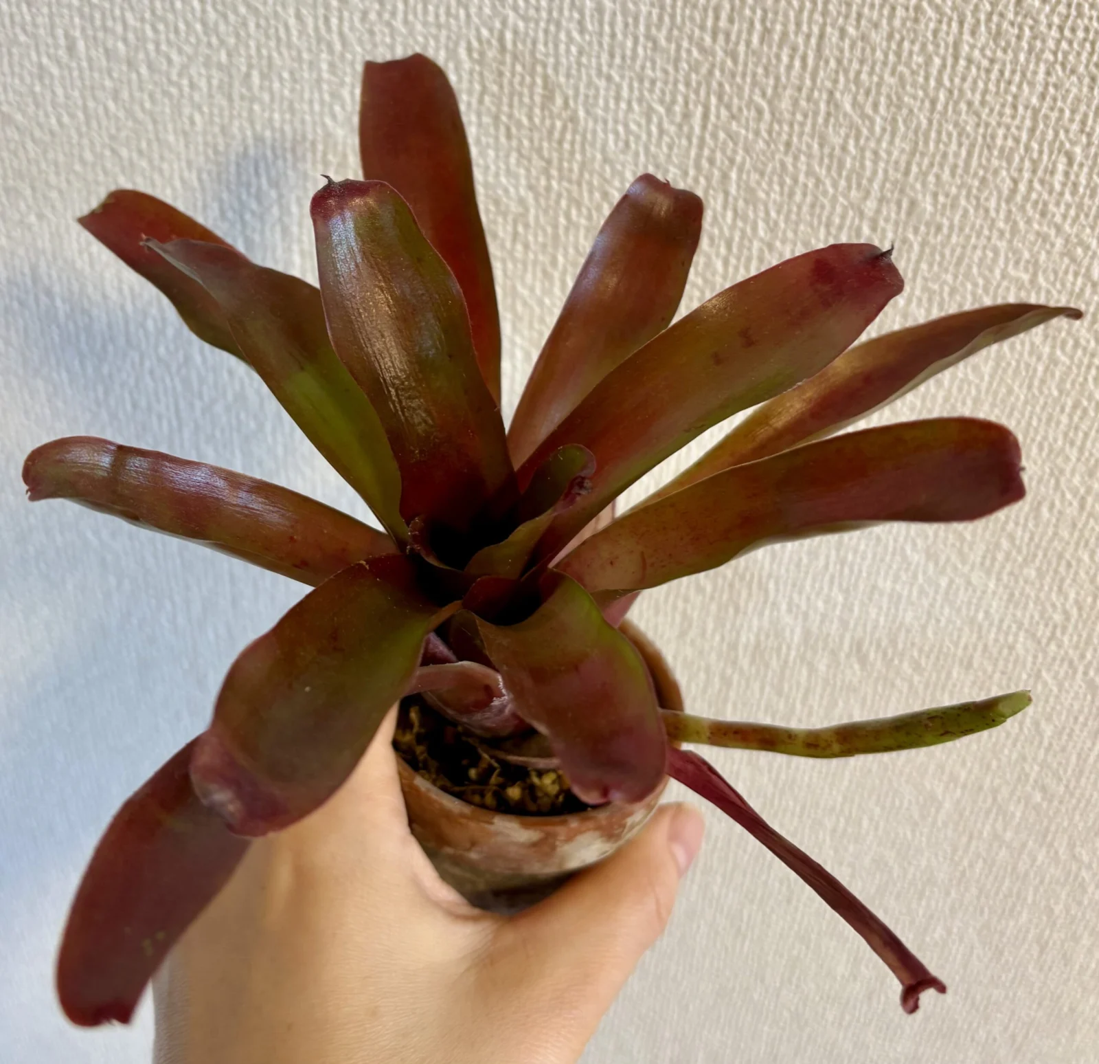 ネオレゲリア ファイヤーボール