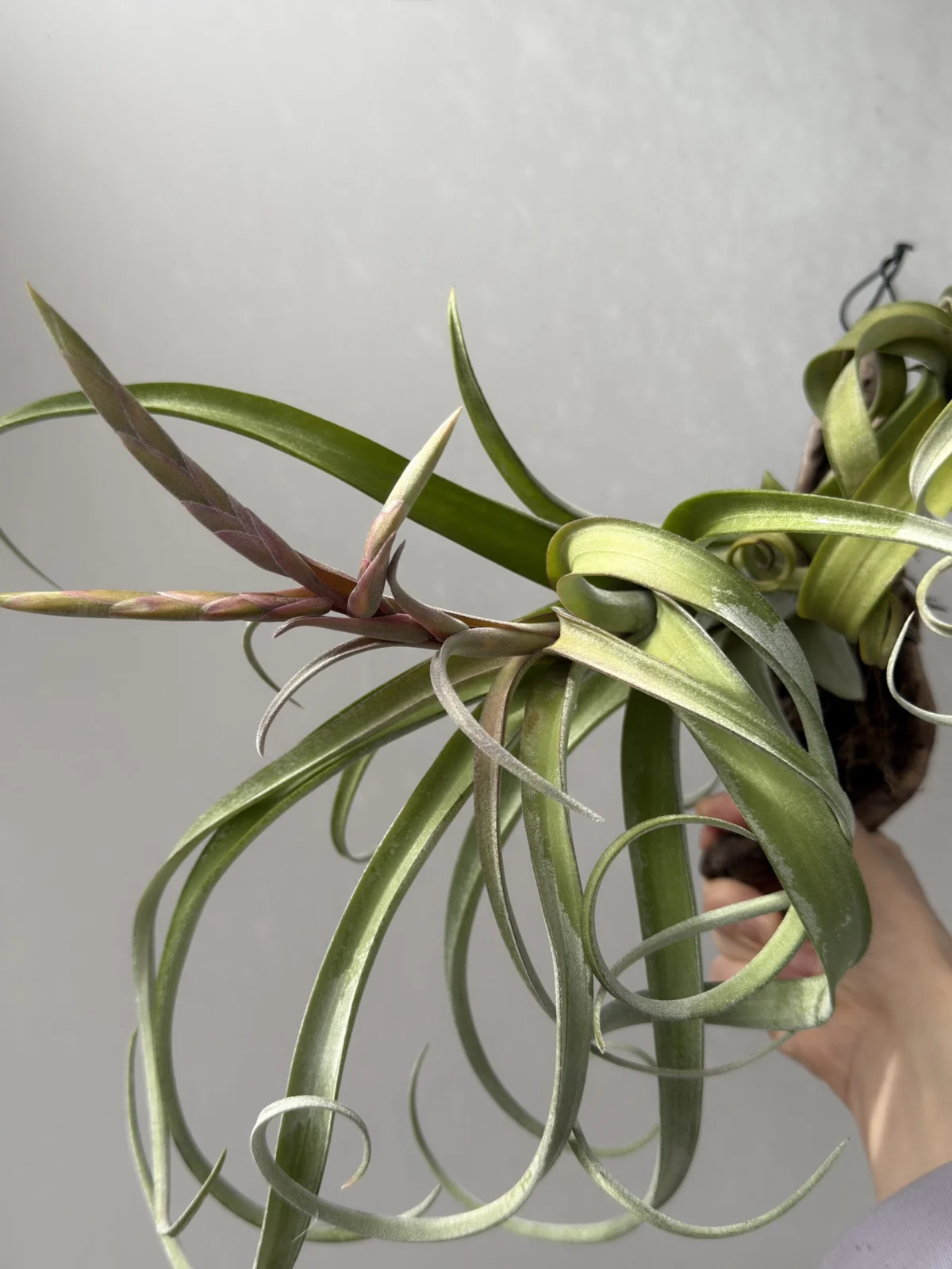 ティランジア カーリースリム