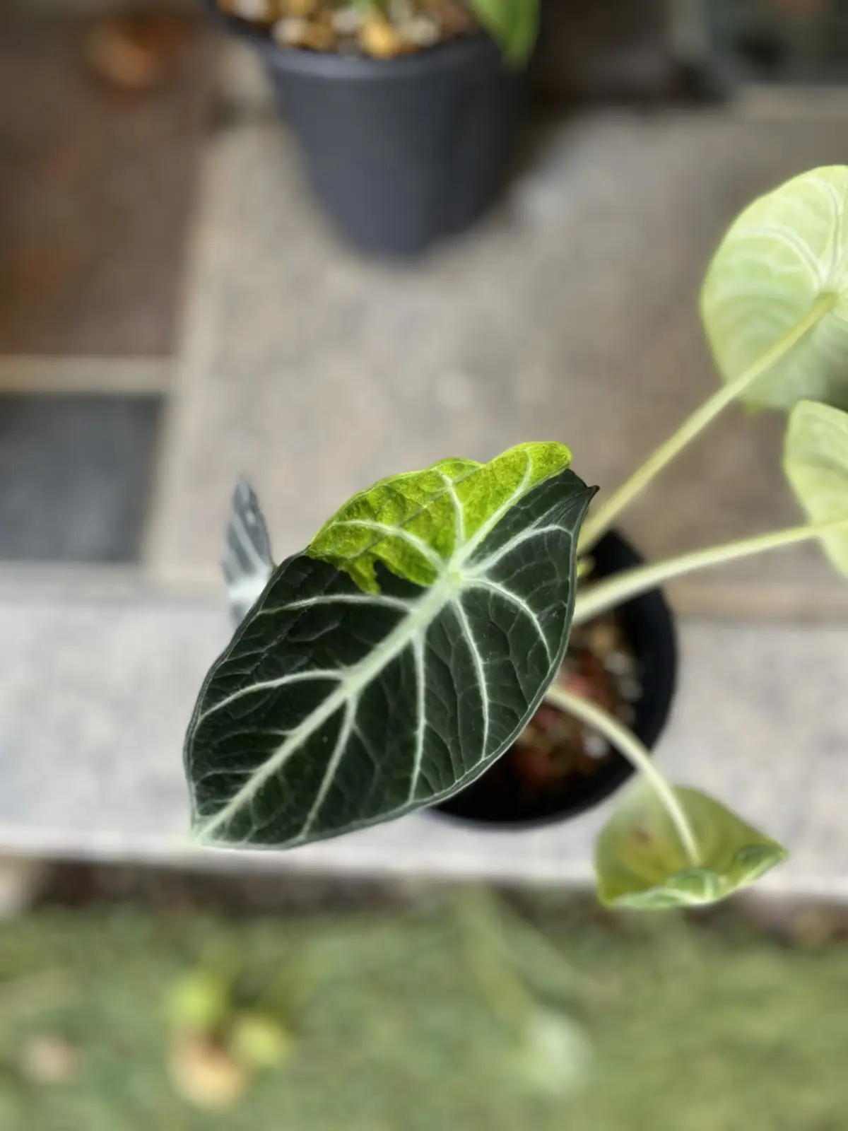 アロカシア　’ニンジャ’ 斑入り