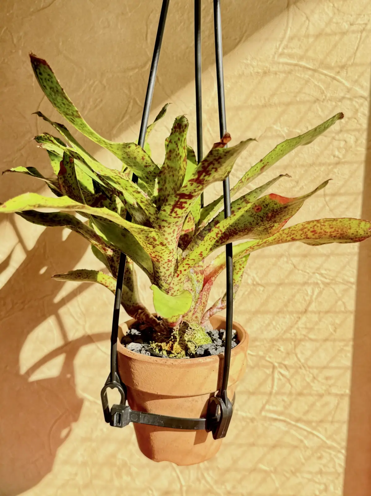 ネオレゲリア オーストラリアンペッパー