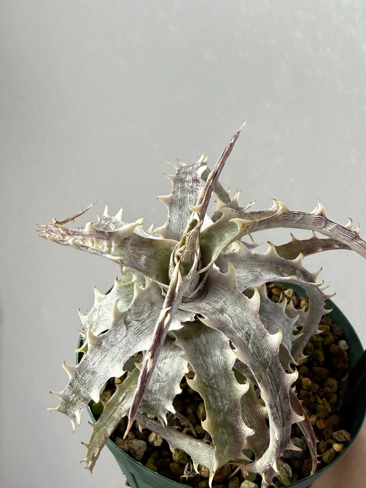 ディッキア マハチャイ F2 #6