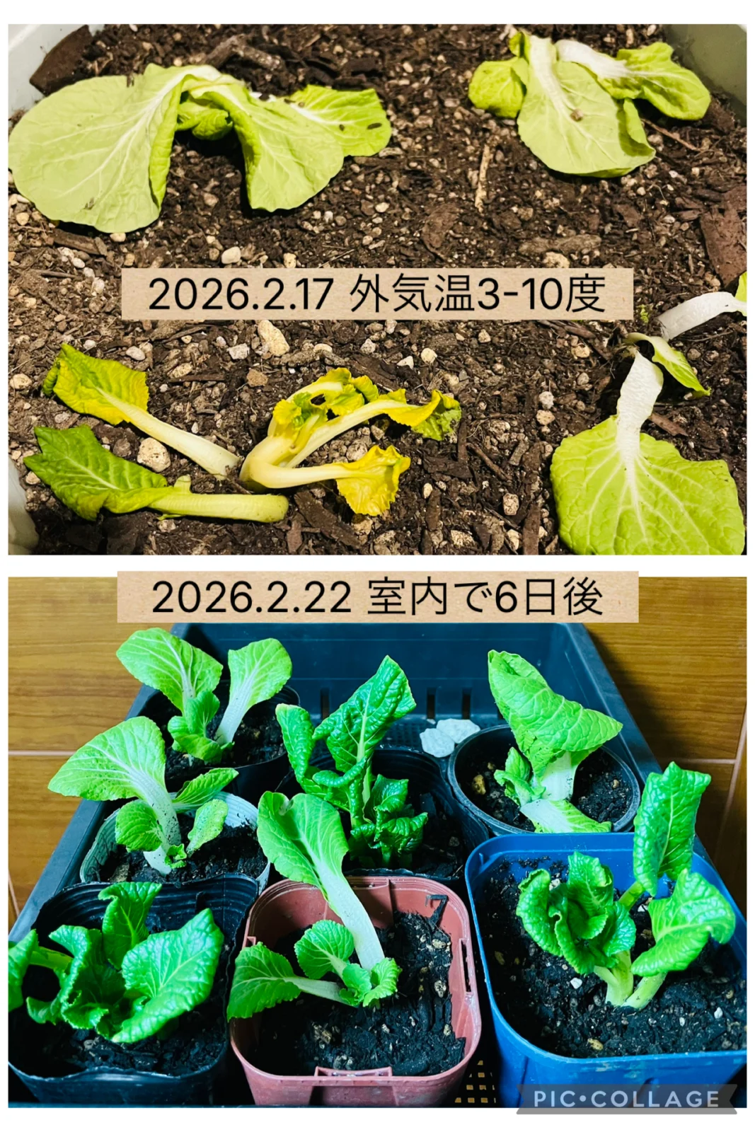 野菜　シロナ　その後