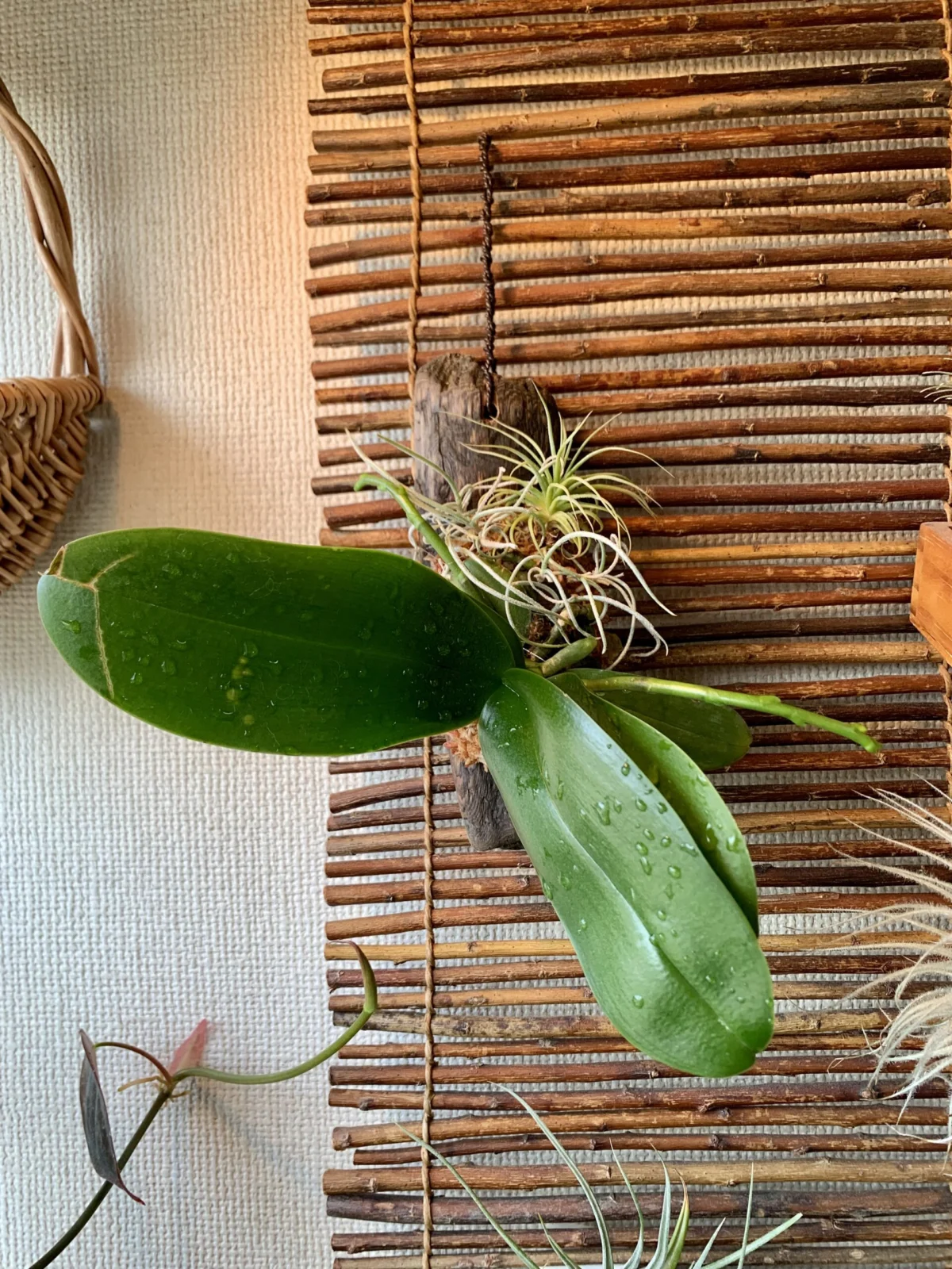 ミディ胡蝶蘭 流木付け