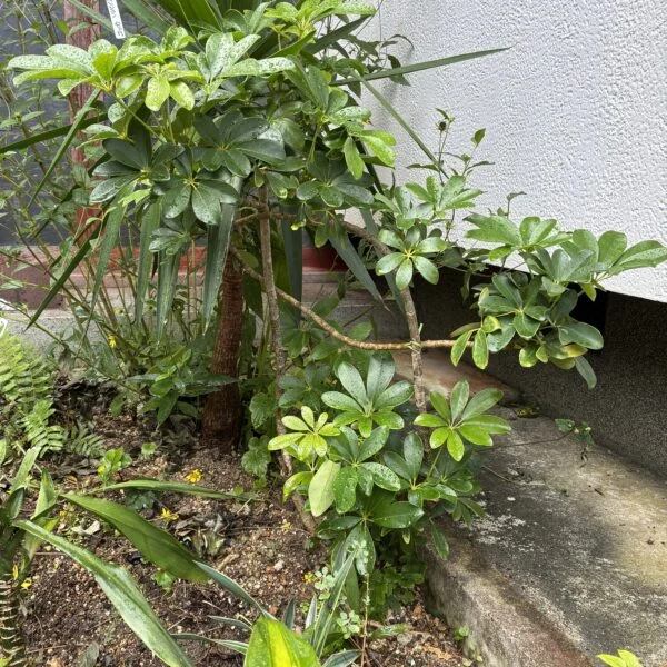 シェフレラ