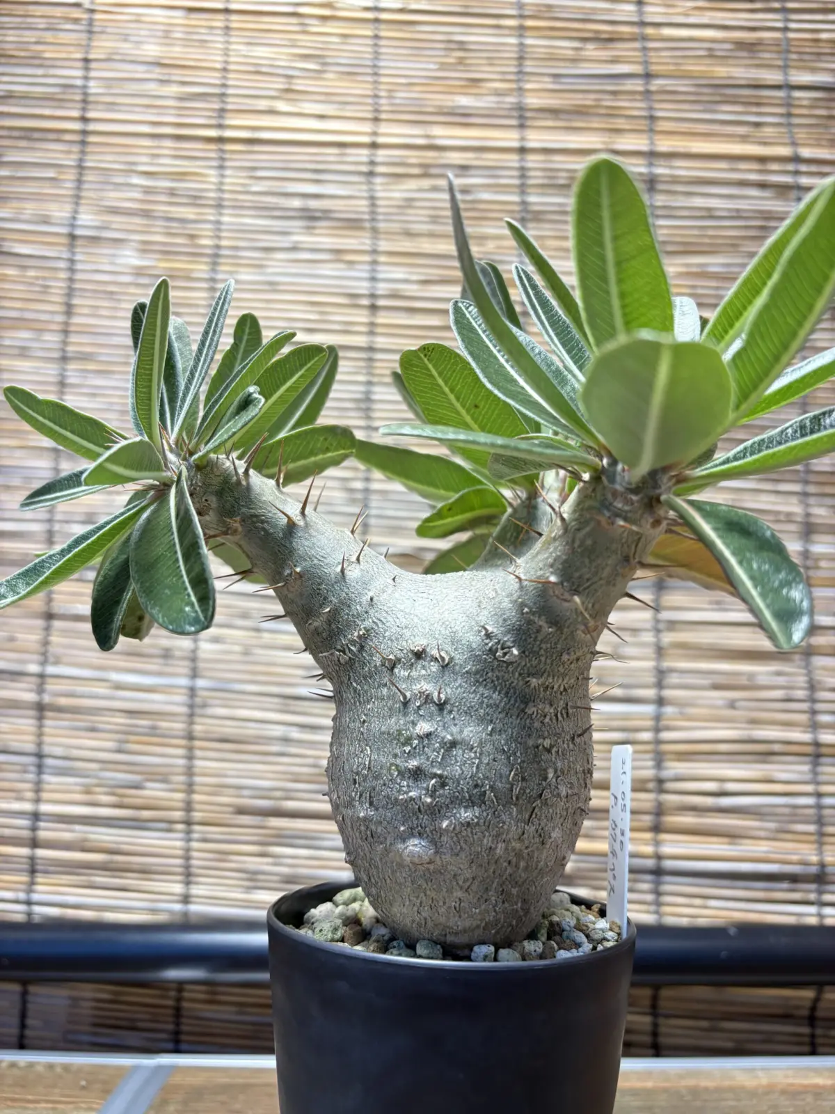 パキポディウム　カクチペス　実生