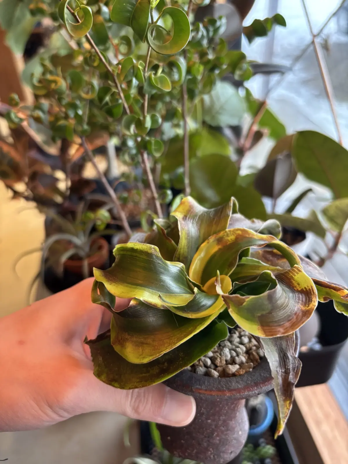 ドラセナ　トルネード