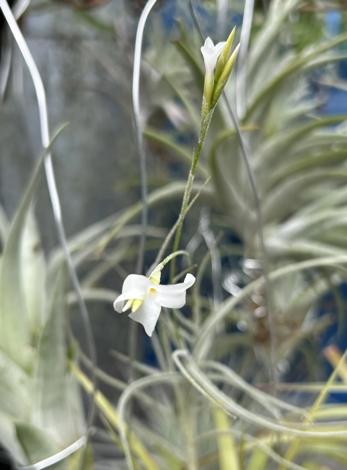 ティランジア　マレモンティ　白花