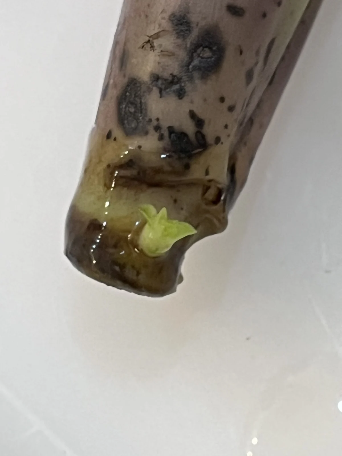 ビルベルギア ハレルヤ 成長記録 vol.8