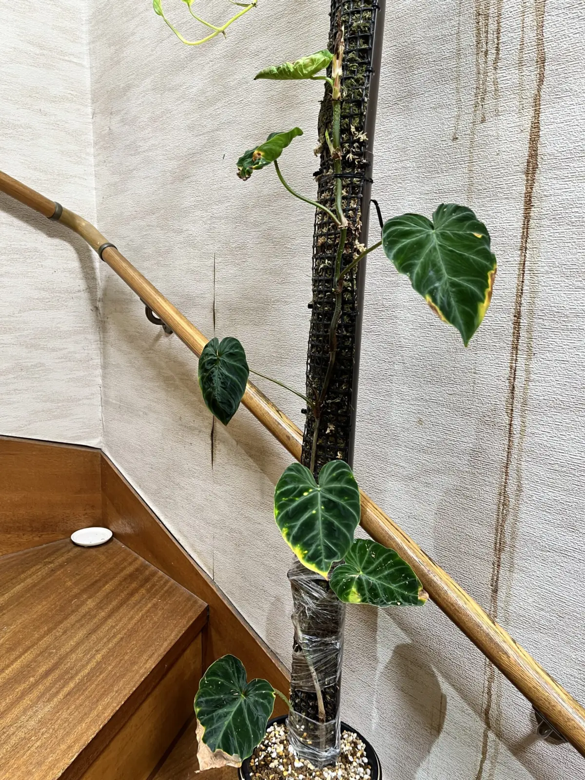 フィロデンドロン　ベルコーサム’Fantasy’ 新葉枯れ