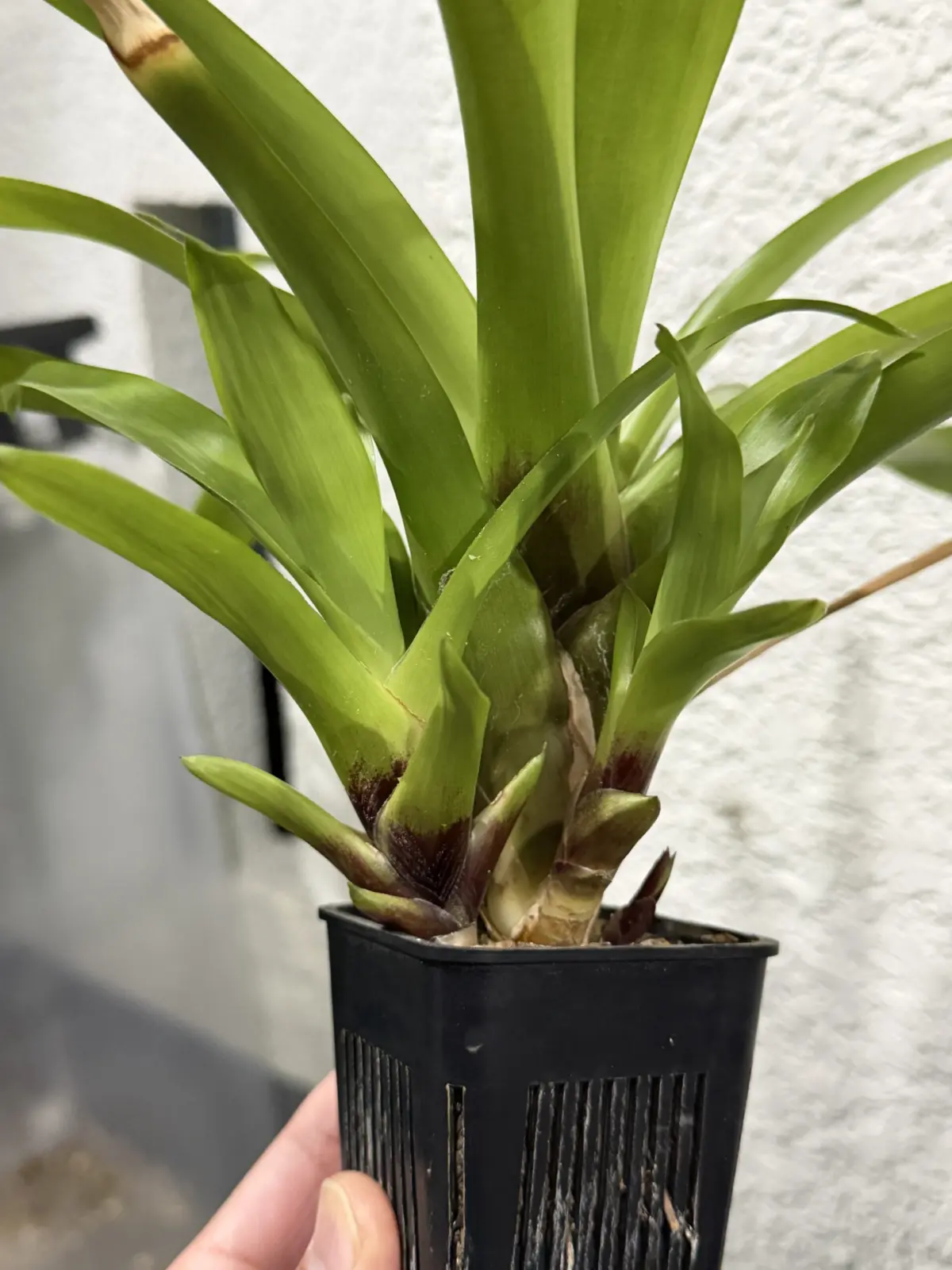 フリーセア エリスロダクティロン