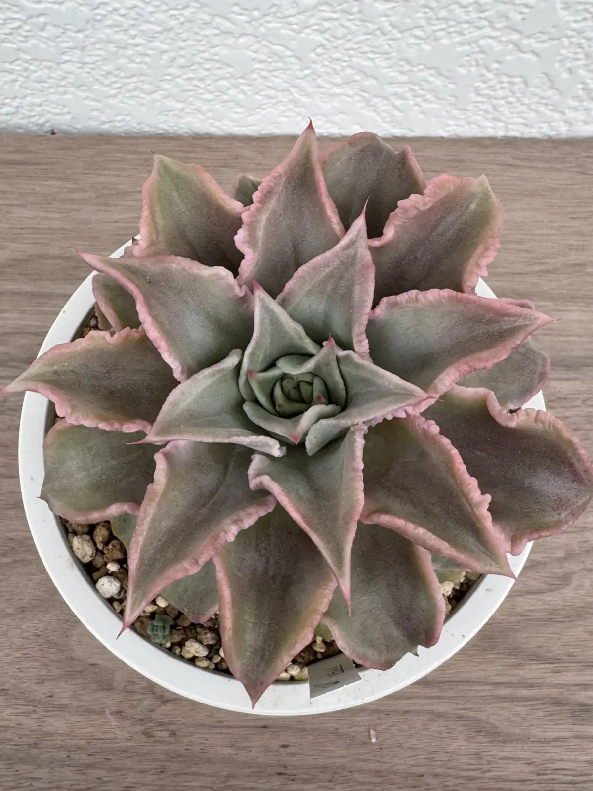 多肉植物 エケベリア マディバ