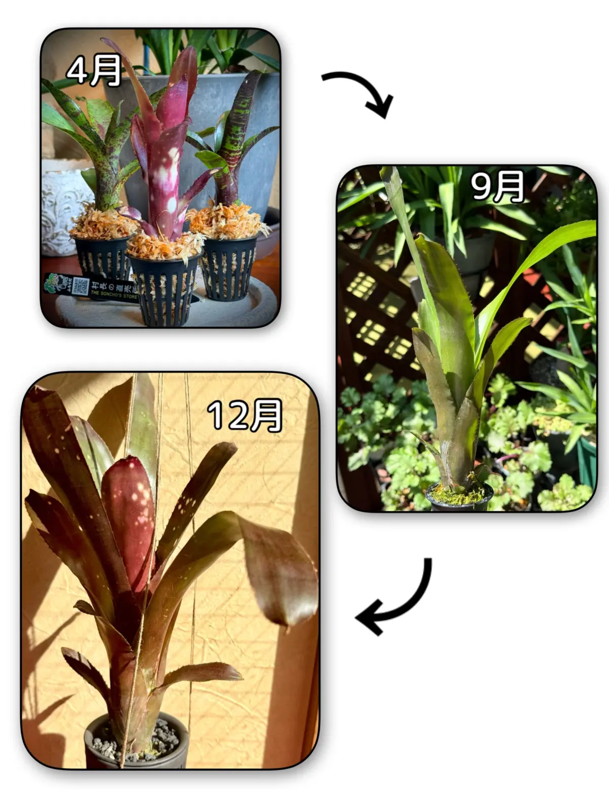 ビルベルギア　ハレルヤ