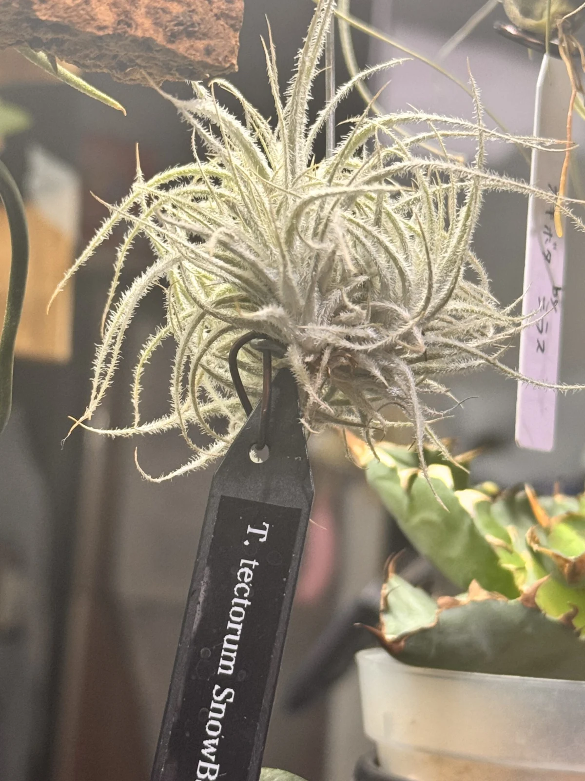 ティランジア　テクトラム　スノーボール