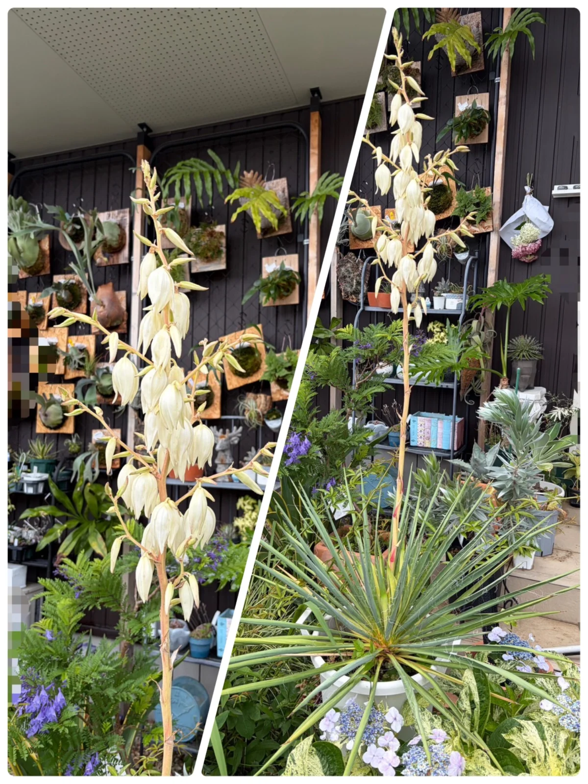 ユッカ ゴールデンソード 花