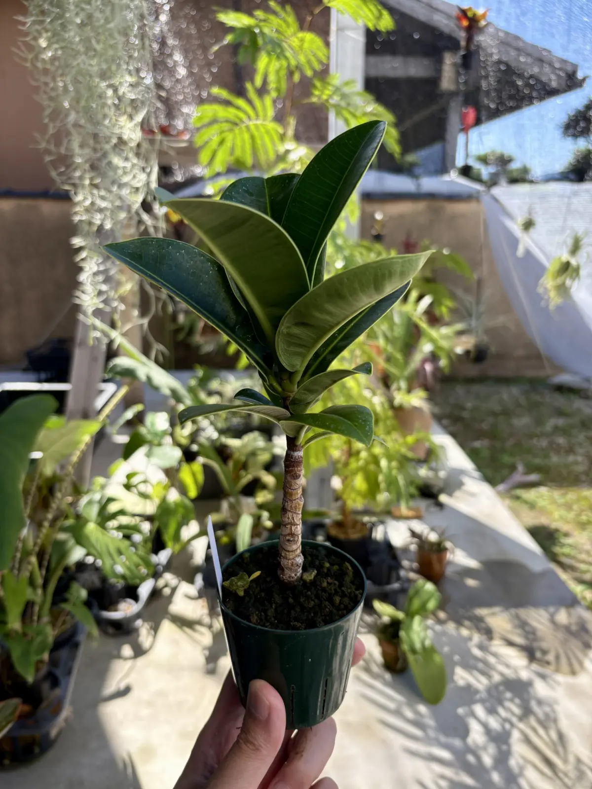 フィカス エラスティカ アポロ