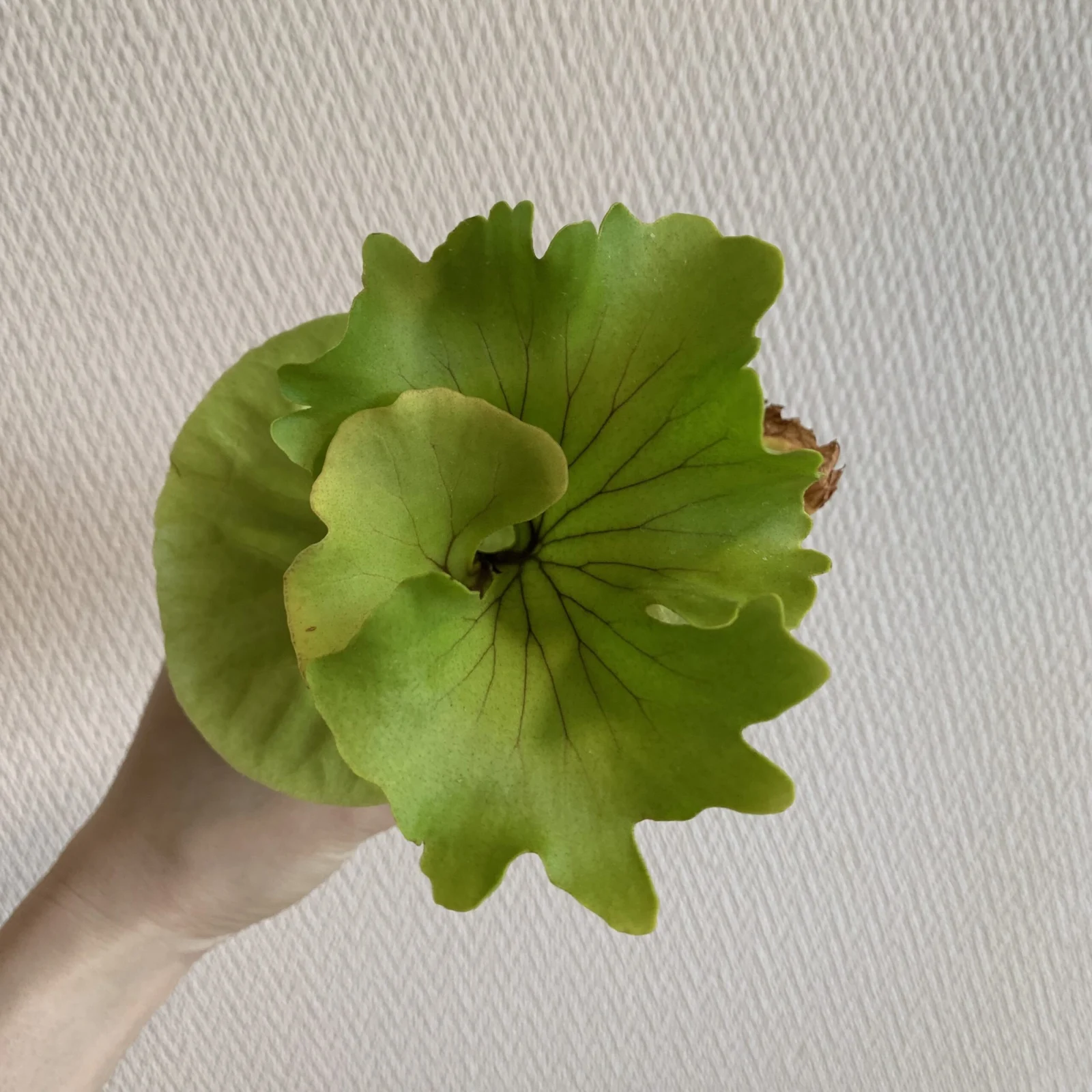 ビカクシダ リドレイ モンキーキング