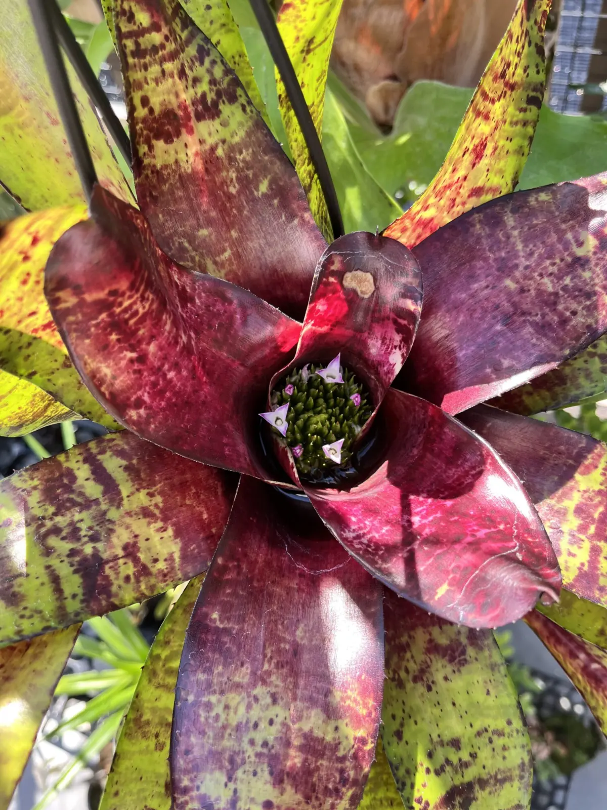 ネオレゲリア ’スムースオペレーター’