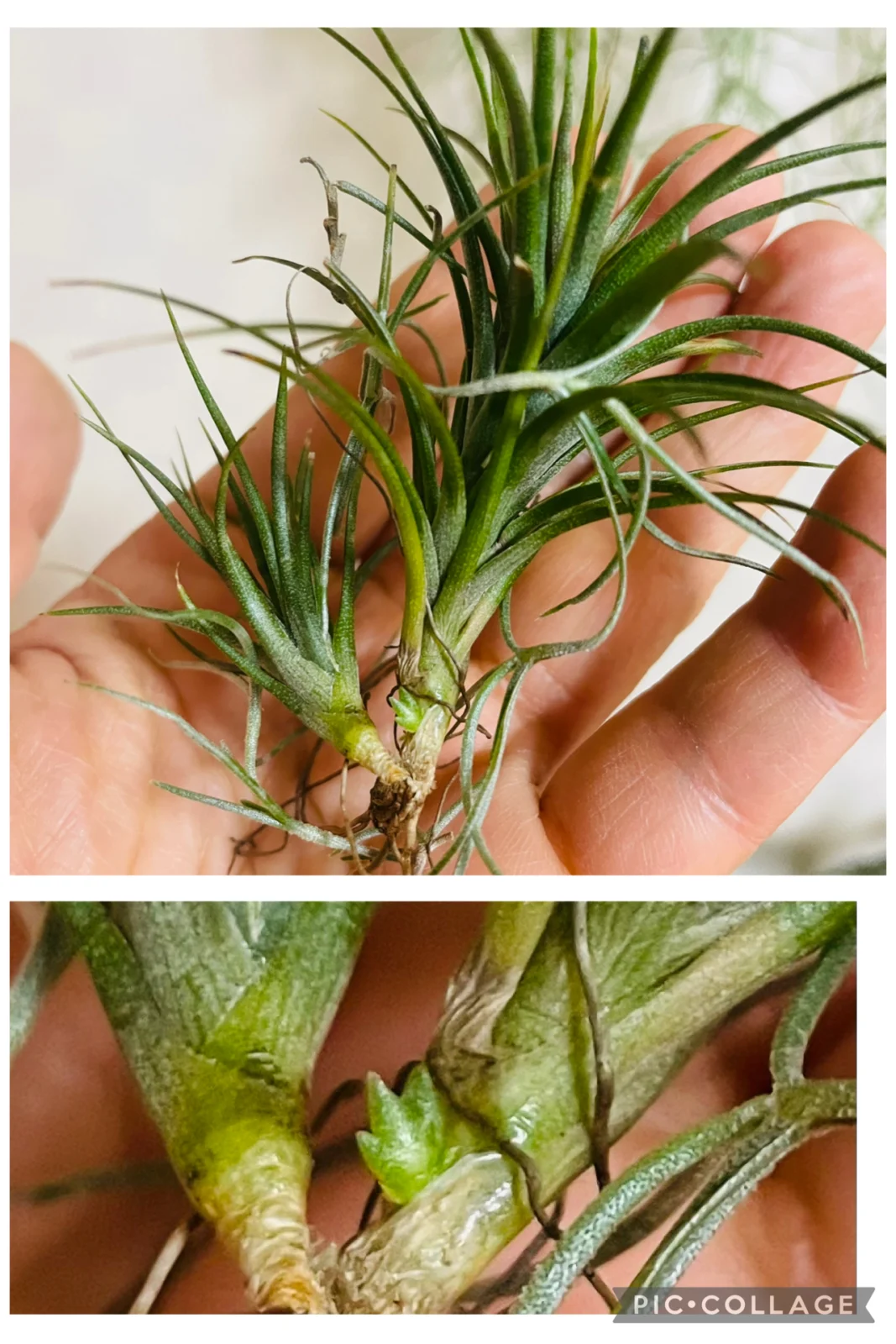 ティランジア　札落ち　子株