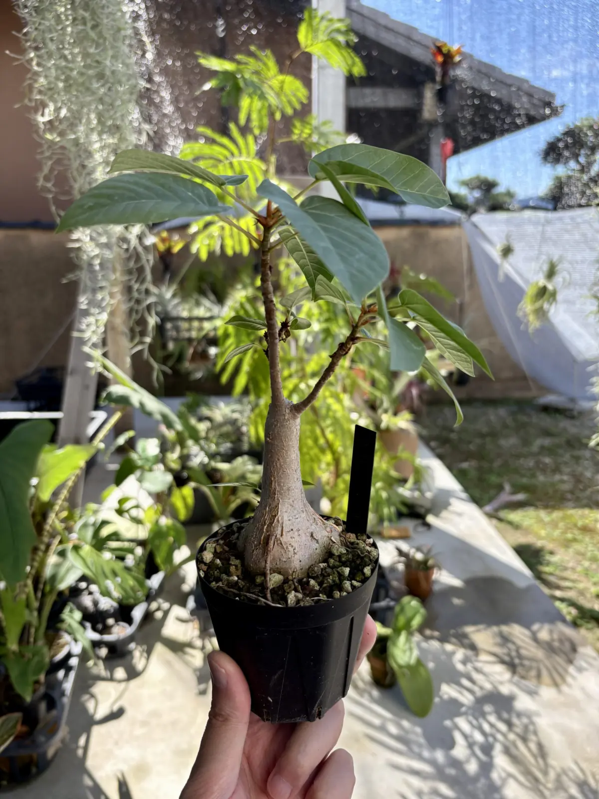 フィカス パルメリー