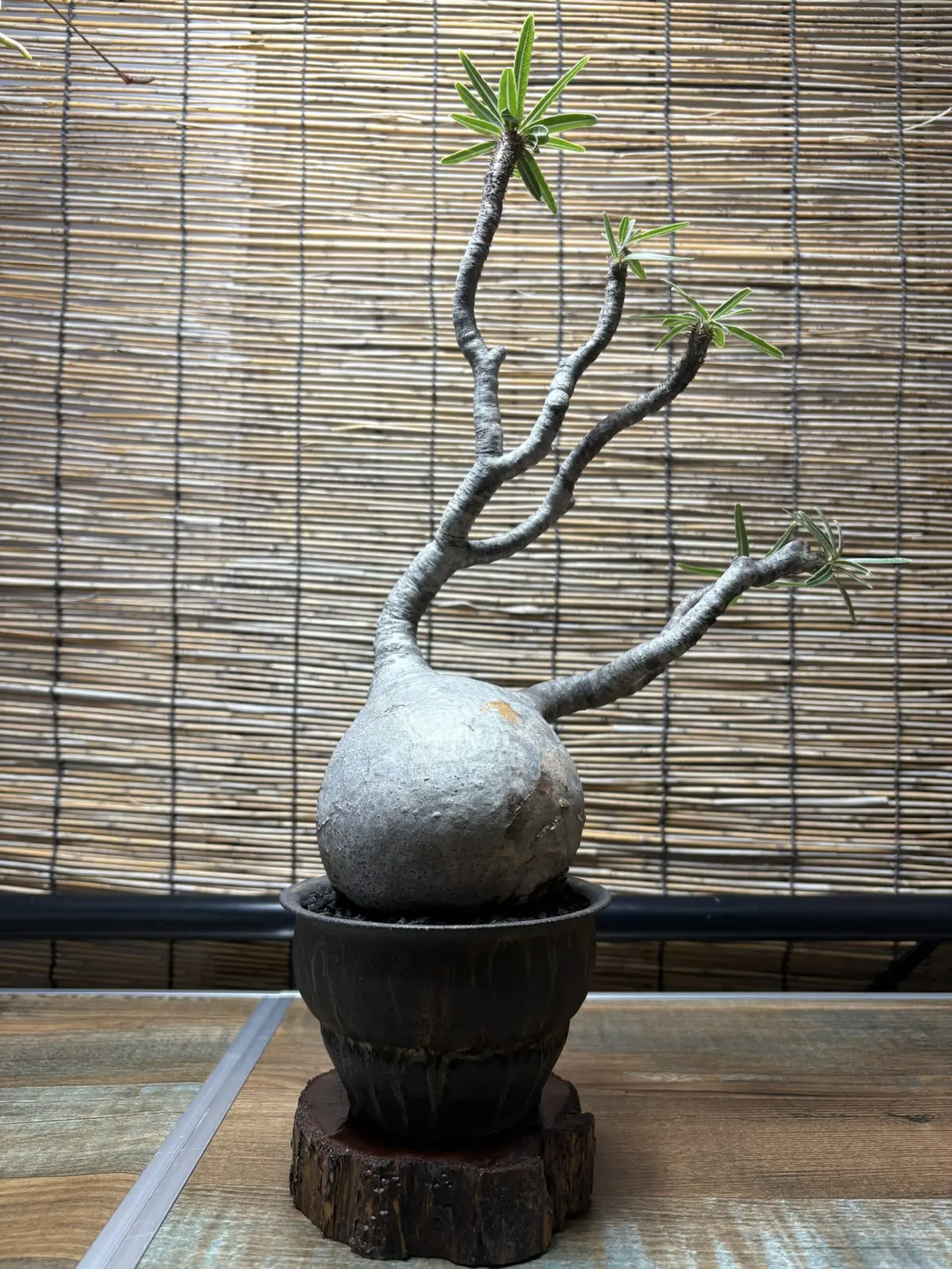 パキポディウム　グラキリス　現地球