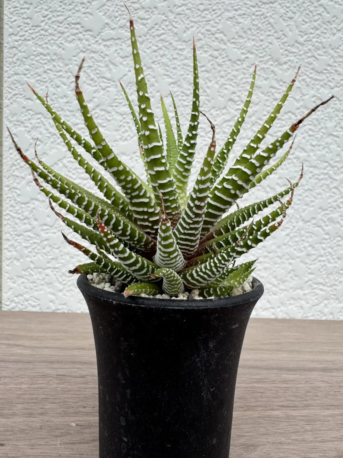 多肉植物 ハオルチア ファスキアータ錦