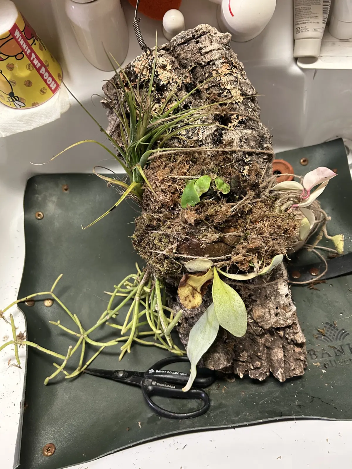 ビカクシダ イロイロ