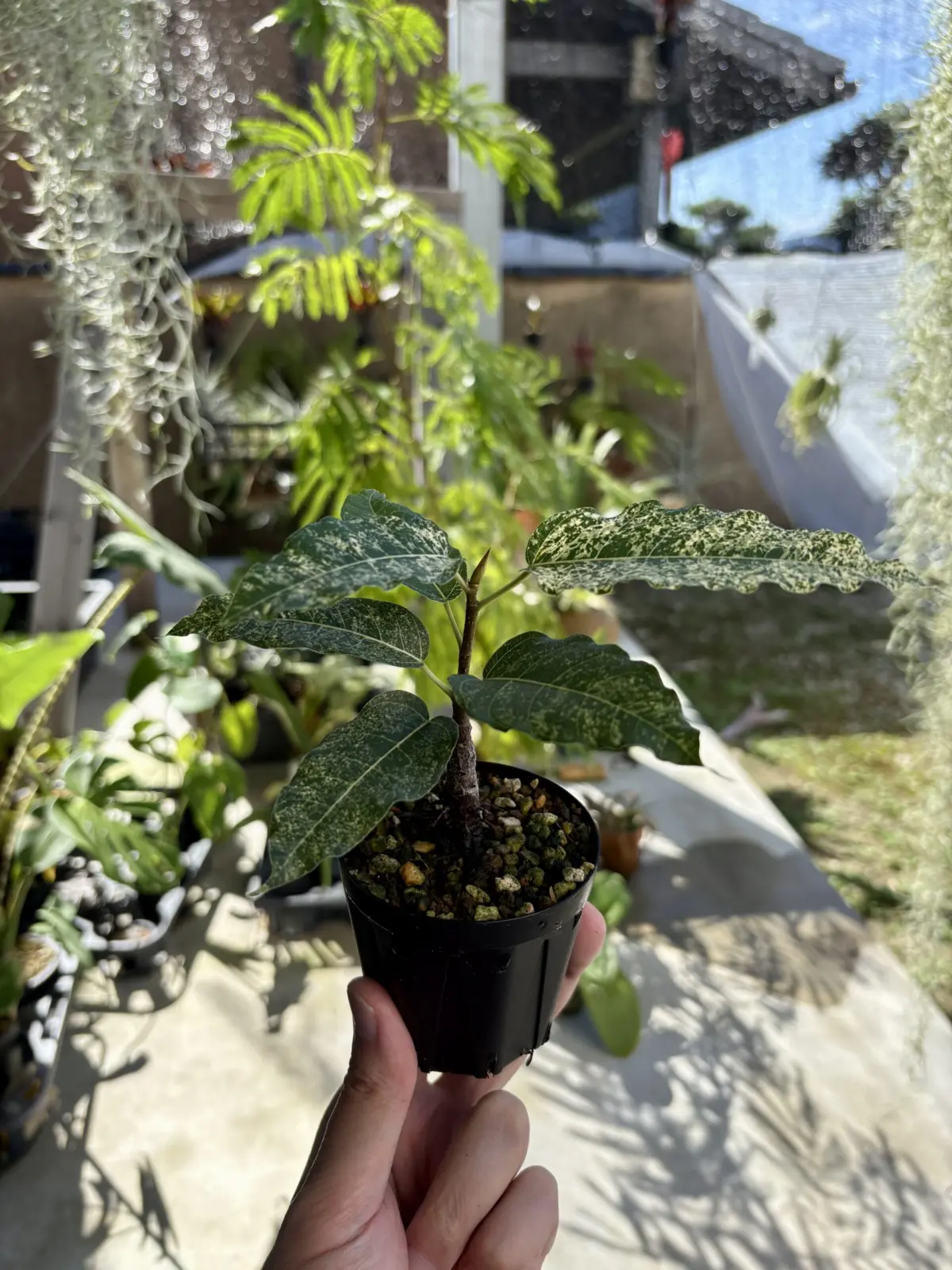 フィカス ビレンス スノーストーム