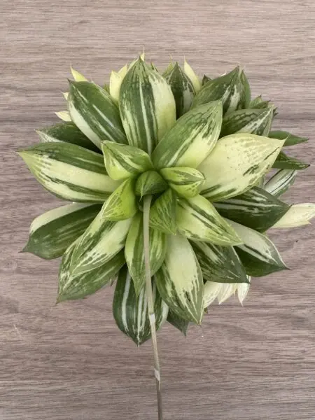 多肉植物 ハオルチア 宝草錦